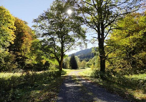 Familien-Hotel Am Traenkbachtal Frauenwald Eksteriør bilde